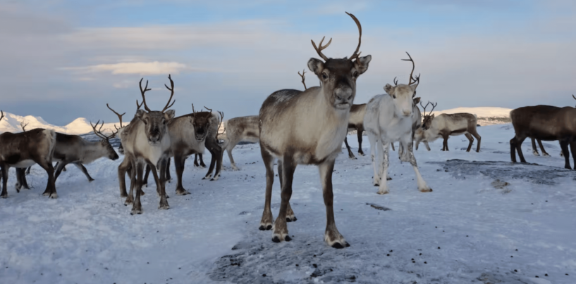 Arctic Report Card 2022: Seasons Are Shifting, With Broad Disturbances for People, Ecosystems And Wildlife