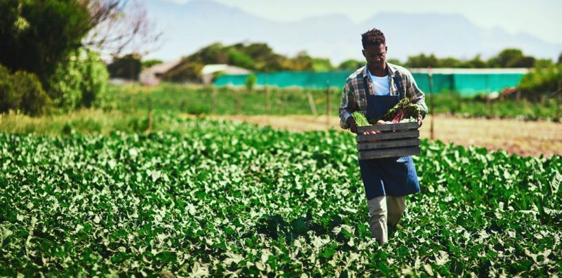 After a Century of Land Theft and Exclusion, Black Farmers Getting Needed Government Aid