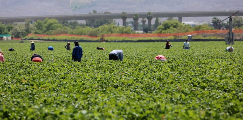 Convicts Are Returning to Farming – Anti-Immigrant Policies Are the Reason