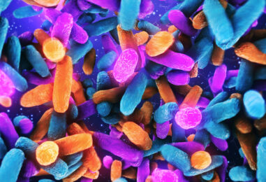 Humans Evolved With Their Microbiomes – Like Genes, Your Gut Microbes Pass From One Generation to the Next